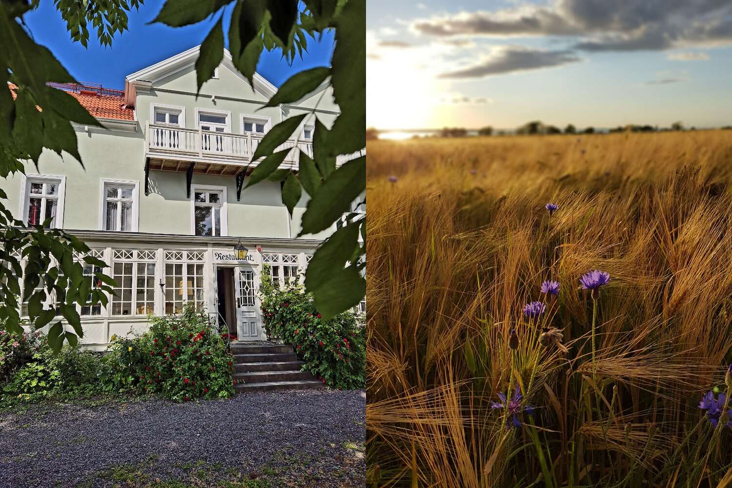 Hotellfasad med veranda, entré omgiven av grönska och sädesfält med lila blommor